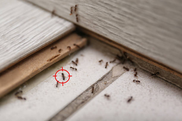 Best Affordable Pest Control Services  in Evergreen, AL