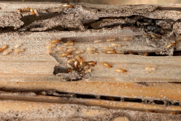 Best Insect Control  in Evergreen, AL